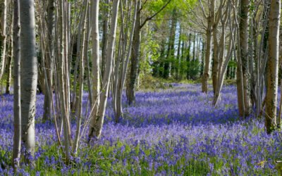 IFS Quarterly Update 11